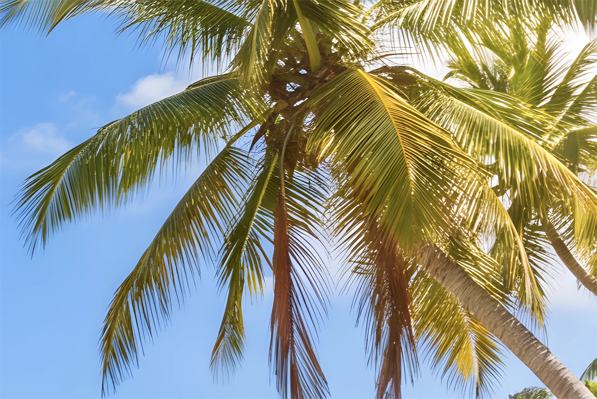 Palm leaves from the actual Imupscale TIFF export, originally 5120 by 3423 pixels.