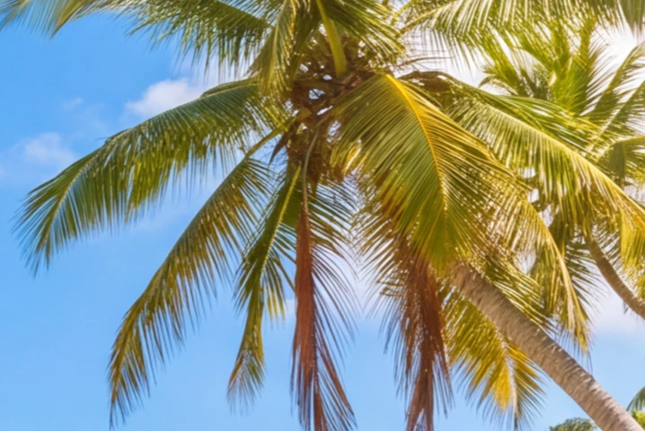 Original palm photograph at 718 by 480 pixels, shown at the same display size.
